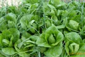 Salad growing in the farm